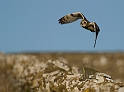 Short-eared owl - Y